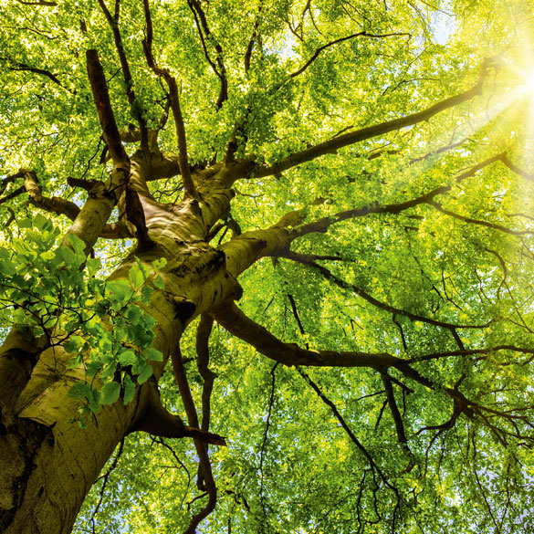 Ein großer Baum als Sinnbild für unsere Zukunft